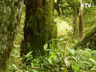 '한라산 둘레길' 첫선···3월 부분 개통