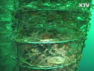  '주문진 가리비' 찾았다 