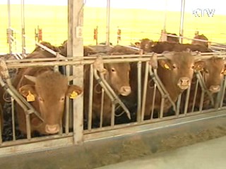 해외여행과 외국인 유입, 구제역 원인