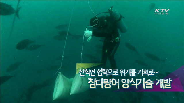 산학연 협력으로 위기를 기회로~참다랑어 양식기술 개발 [맞춤행정서비스 정부3.0]