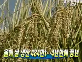 올해 쌀 생산 484만t···4년만에 풍년