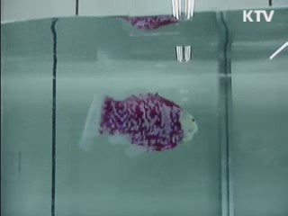 수질감시 물고기 로봇 개발 본격화