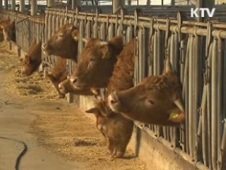 경북 안동·예천 구제역 의심 소 '음성'