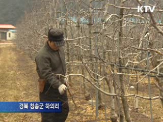 키작은 사과나무가 '효자'