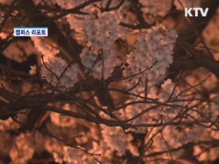 진해 군항제 벚꽃 절정…주말 100만명 운집