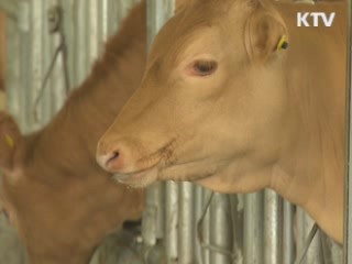 파주 한우 농가서 구제역 의심 신고