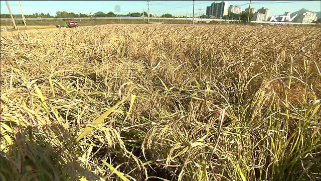 "'시설투자 확대·생산 자동화'로 쌀 산업 살린다"