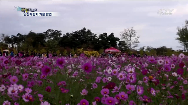 친환경 매립지에 가을 꽃 향기 가득