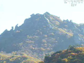 우리 국민 66.1%, 소나무 가장 선호