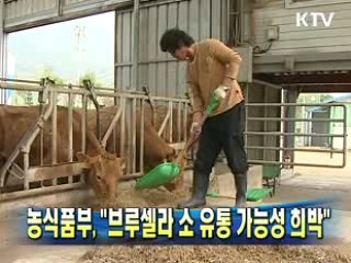 농식품부 "브루셀라 소 유통 가능성 희박"