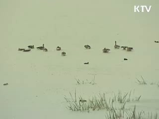 4대강 살리기는 '생태 살리기'