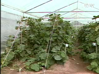 전국 기습한파···농작물 관리 주의