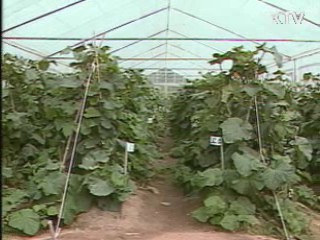 전국 기습한파…농작물 관리 주의