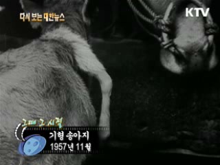기형 송아지(57')