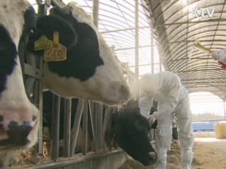 오늘 오전 구제역 관련 대국민 담화문 발표