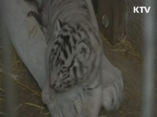 발코니까지 대여…'지구촌은 축제중'