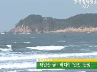 태안산 굴·바지락 '안전' 판정 