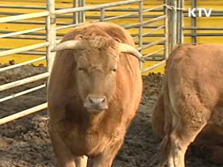 한-EU FTA, 축산업 10년간 2조원 지원