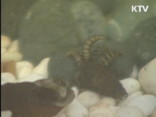 인천, '반딧불이' 인공사육 추진