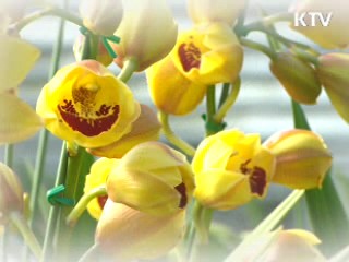 국산 난 '심비디움' 중국 대륙 사로잡다