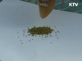 '금보다 비싼 종자' 개발…시장 선점
