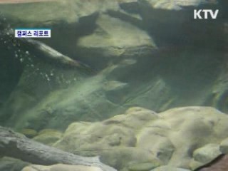 제주에 동양최대 수족관 개관 [캠퍼스 리포트]