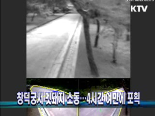 창덕궁서 멧돼지 소동…4시간 여만에 포획