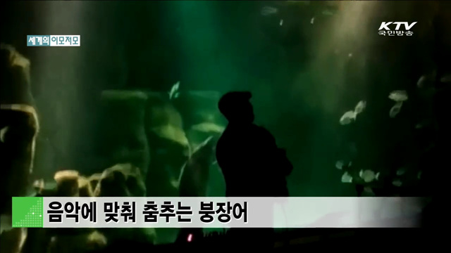 음악에 맞춰 춤추는 붕장어 [세계 이모저모]