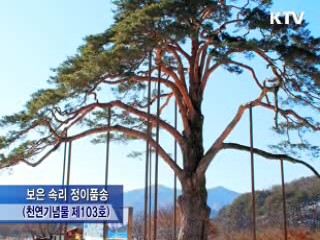 정이품송 자손나무, 세조 곁으로 가다