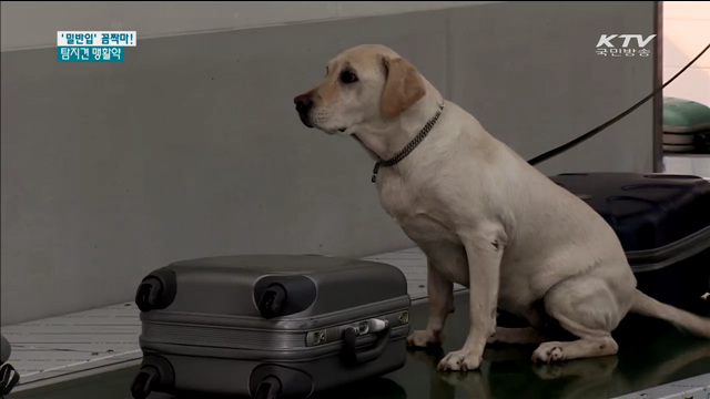 마약 꼼짝마!… '특급후각' 탐지견 맹활약