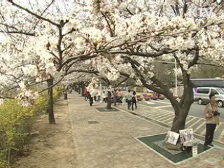 닷새 빠른 개화, 봄꽃 보러 오세요