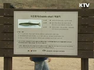 멸종위기종 '미호종개' 금강 방류