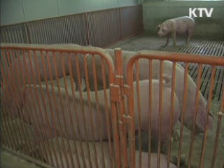 "연천 구제역 의심 돼지 시중유통 안돼"