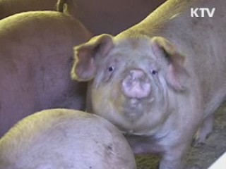 강원 평창·화천 구제역 추가 발생