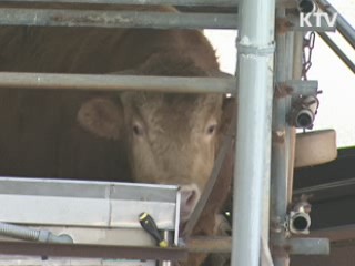 축산 관계자 귀국시 방역검사 의무화
