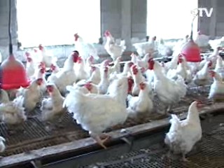 천안·익산서 고병원성 AI…매몰 처분