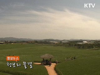 영상뉴스 - 청보리 물결