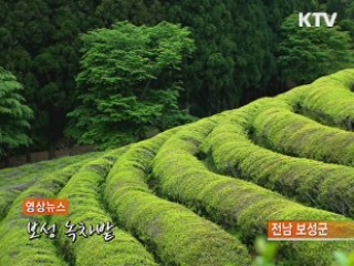 영상뉴스 - 보성 녹차밭