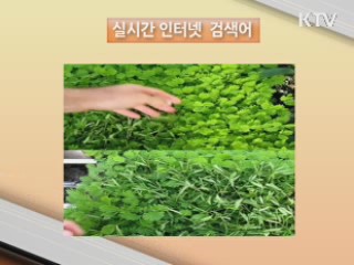 실시간 인터넷 검색어