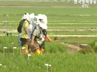 `고품질,브랜드 쌀 생산 추진본부` 설치