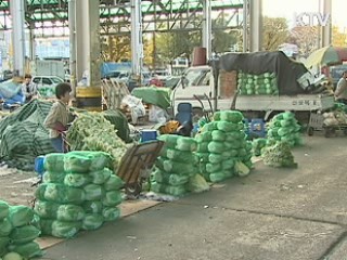 배추값 포기당 5천원대까지 하락