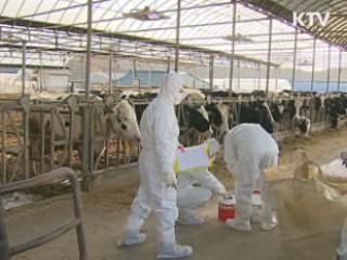 전국 한우 구제역 백신접종 오늘 완료