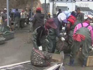 게르마늄 바지락 일본 특허 획득