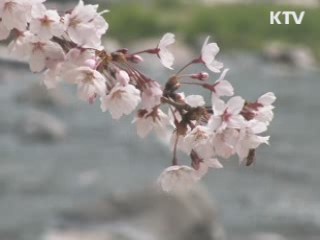 올해 벚꽃, 지난해보다 4일 빨리 개화