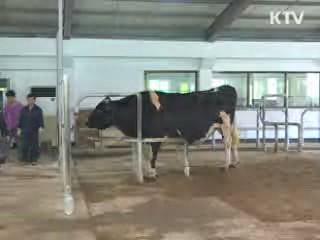 상위 1% 국내 씨젖소···비용 절감 기대