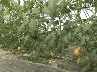 토마토 유전체 염기서열 해독 성공