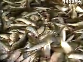 바다고기 포획금지 대상 전면 재조정