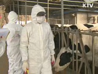 구제역 백신접종 지속 여부, 향후 상황 봐가며 결정 