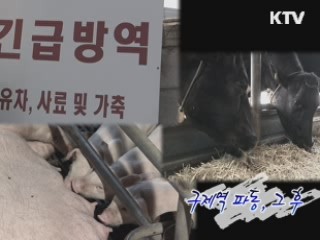 구제역 파동, 그 후