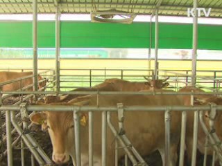 안동 구제역 의심 한우 '음성' 판정